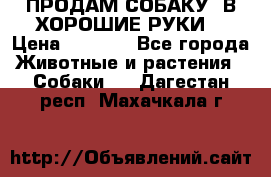 ПРОДАМ СОБАКУ  В ХОРОШИЕ РУКИ  › Цена ­ 4 000 - Все города Животные и растения » Собаки   . Дагестан респ.,Махачкала г.